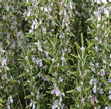 Rosemary Essential Oil