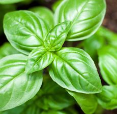 Basil (Sweet) Essential Oil