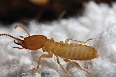Formosan Termite Image, New Caney, Texas
