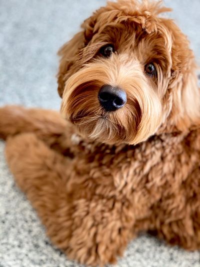 do labradoodles slobber