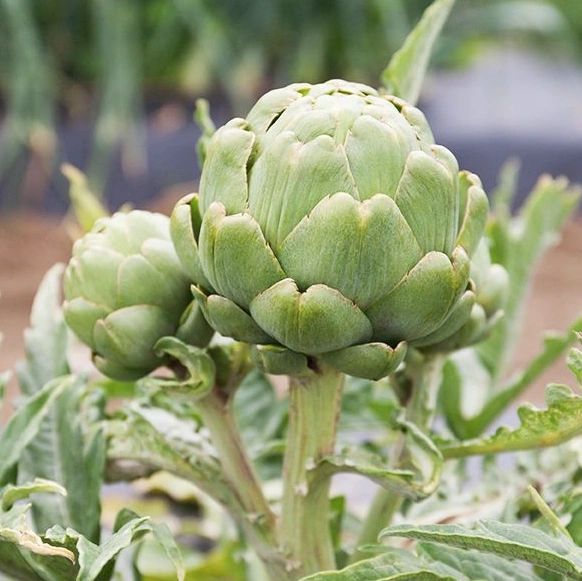 ArtichokeTavor