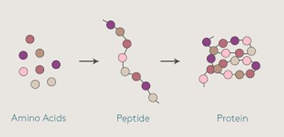 Peptides and Polypeptides
