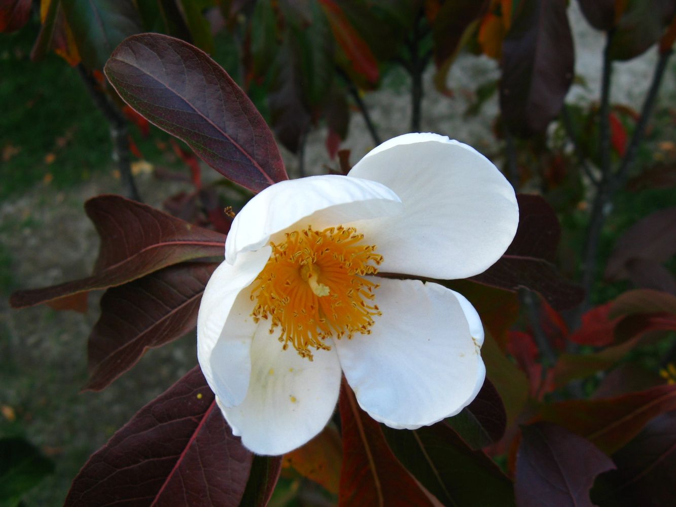 Franklinia alatamaha is one of the many rare and outstanding ornamental plants found at Homegrown
