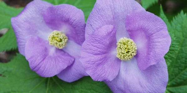 Glaucidium palmatum, a rare and beautiful woodland poppy from Japan, is one of the things we grow
