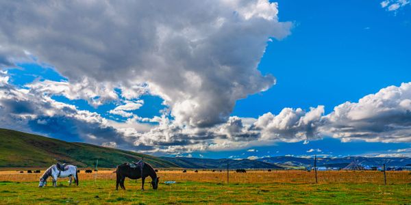 A horse ranch for children with neuroimmune disorders