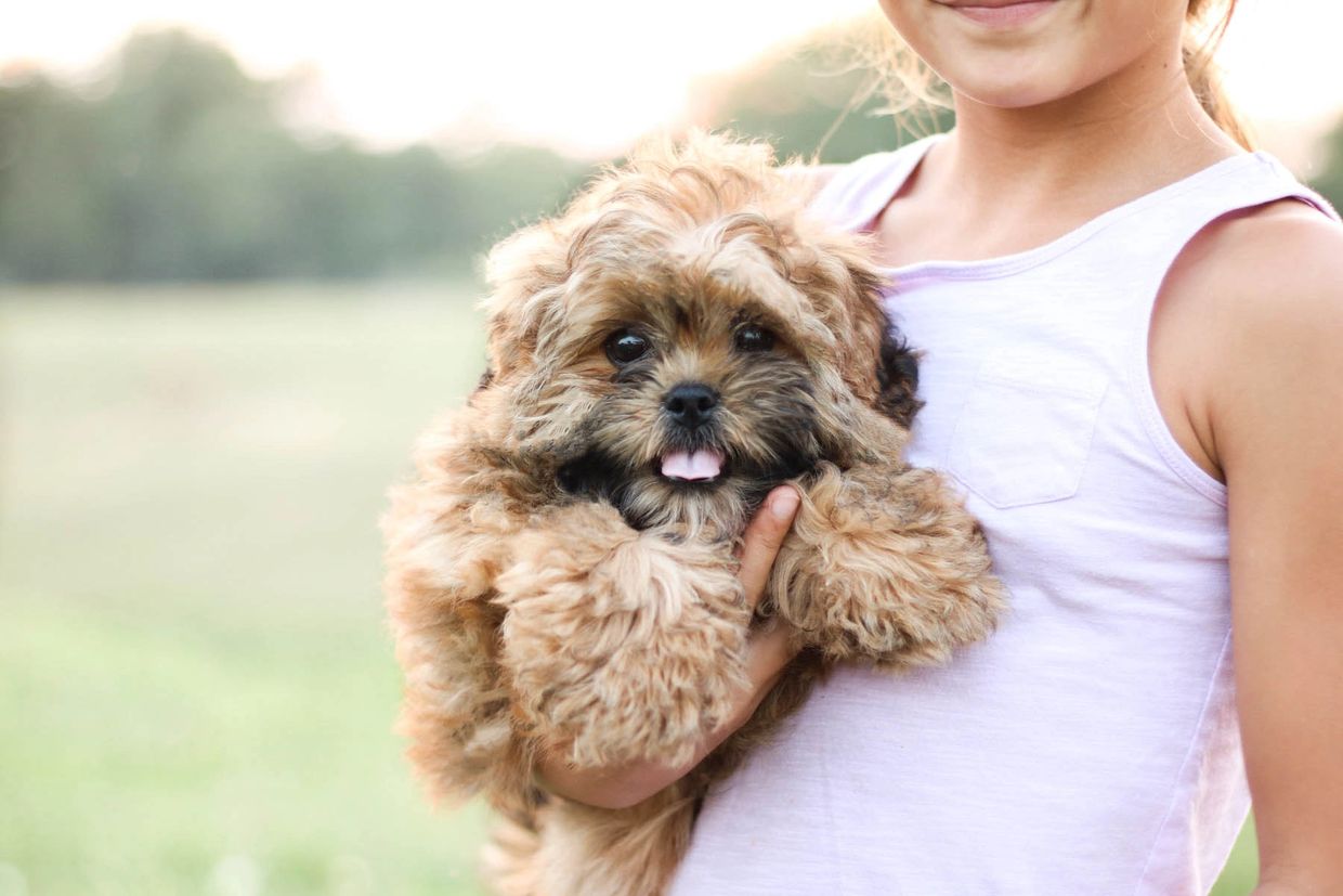 Shihpoo puppies for sale, Shihpoo puppies, shih poo puppies, poodle mix, shihpoo breeder, 