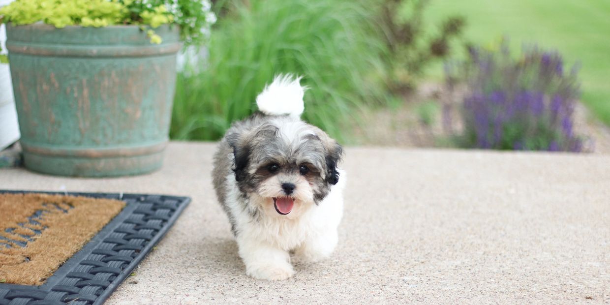 Shihpoo puppies for sale, Shichon puppies, Shihpoo puppies, teddybear puppies, poodle puppies