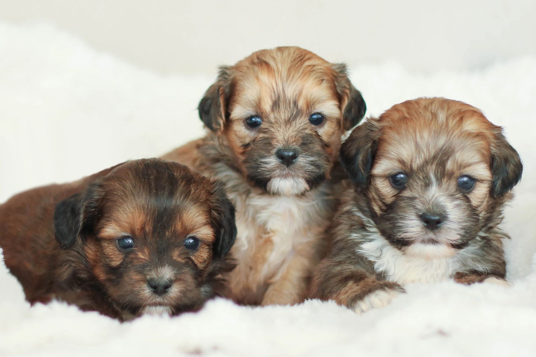 Shihpoo puppies, Shihpoo puppies for sale, shihpoo breeder, shih poo breeders, shih poo puppies