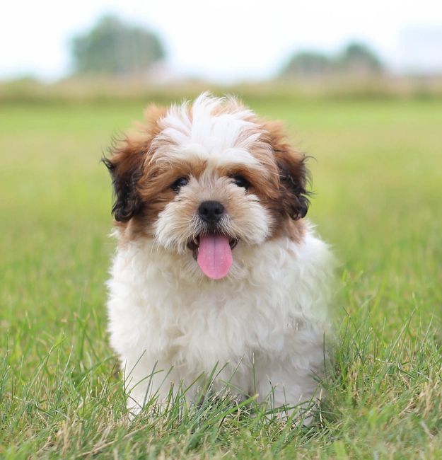 brown shichon puppies