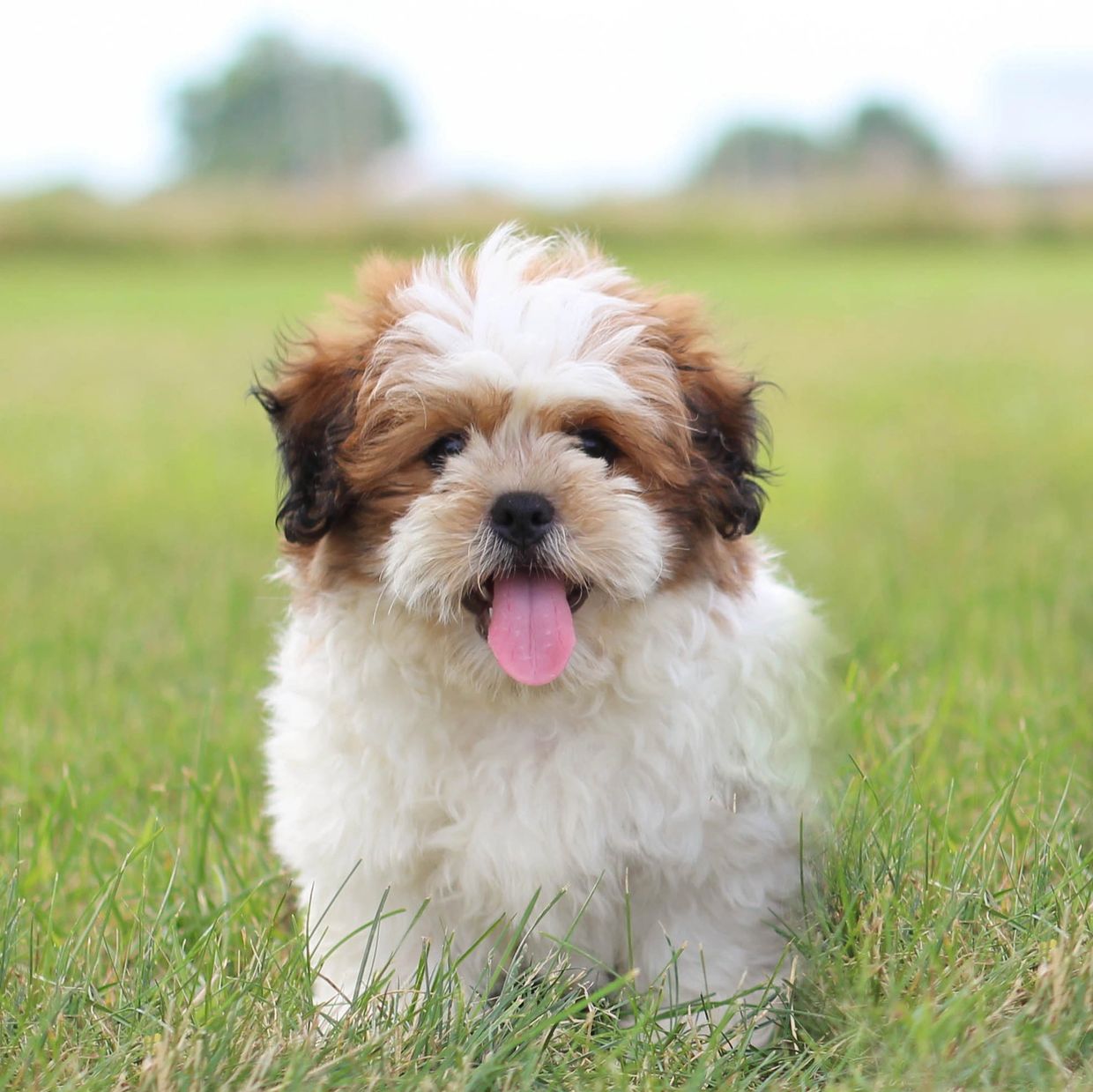 Stonyridge Teddy Bear Shichon Puppies For Sale Why A Shichon Shitzu Mix Shichon Puppies For Sale Shichon Teddy Bear Puppies Shichon Puppies Shichon Breeder Shichon Breeders