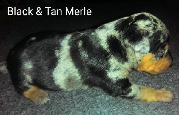 Blue merle min pin best sale for sale