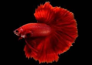 Siamese Fighting Fish Male Full Moon Red Betta Splendens 6cm Perfect Specimen