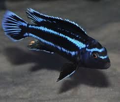 johanni cichlid