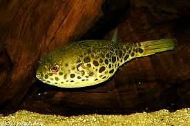 Spotted Congo Freshwater Puffer Fish Tetraodon Schoutedeni 8cm Wild Caught