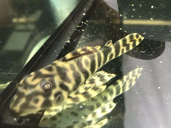 L15 Candy Stripe Pleco Pectolia Vittata 8cm Wild Caught