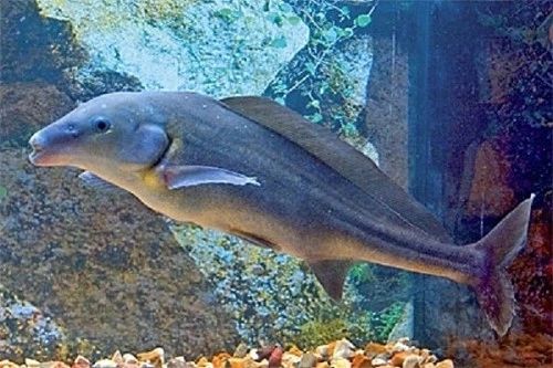 Dolphin 2025 fish aquarium