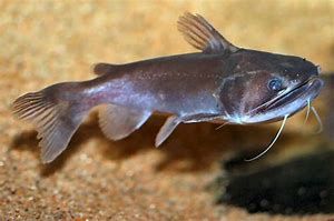 Gulper Catfish Asterophysus Batrachus 15cm WILD CAUGHT