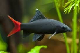 Red Tailed Black Shark Labeo Bicolor 10cm