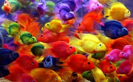 Parrot best sale fish tropical