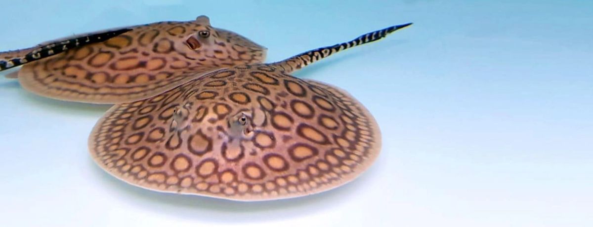 Freshwater Mini Marble Motoro Stingray Potamotrygon Motoro cm Female
