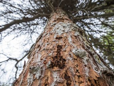 Spruce beetle infestation in Mat-Su valley Alaska.  Beetle kill of white spruce in AK.  