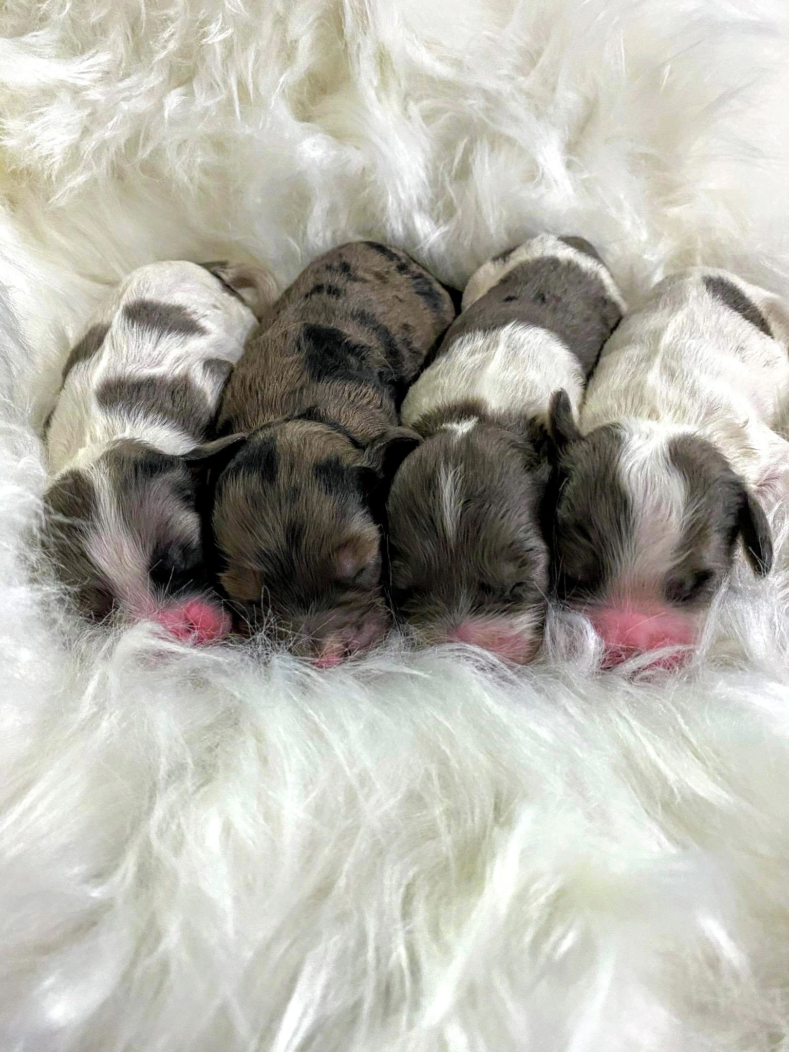 Available Puppies Utah Cocker Spaniels & Cockapoos