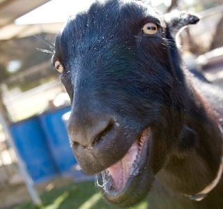 A close-up of a black goat with a blue object in the background.