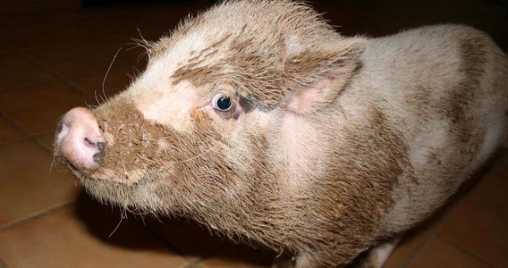 Close-up of a guinea pig with white and brown fur on a wooden surface.