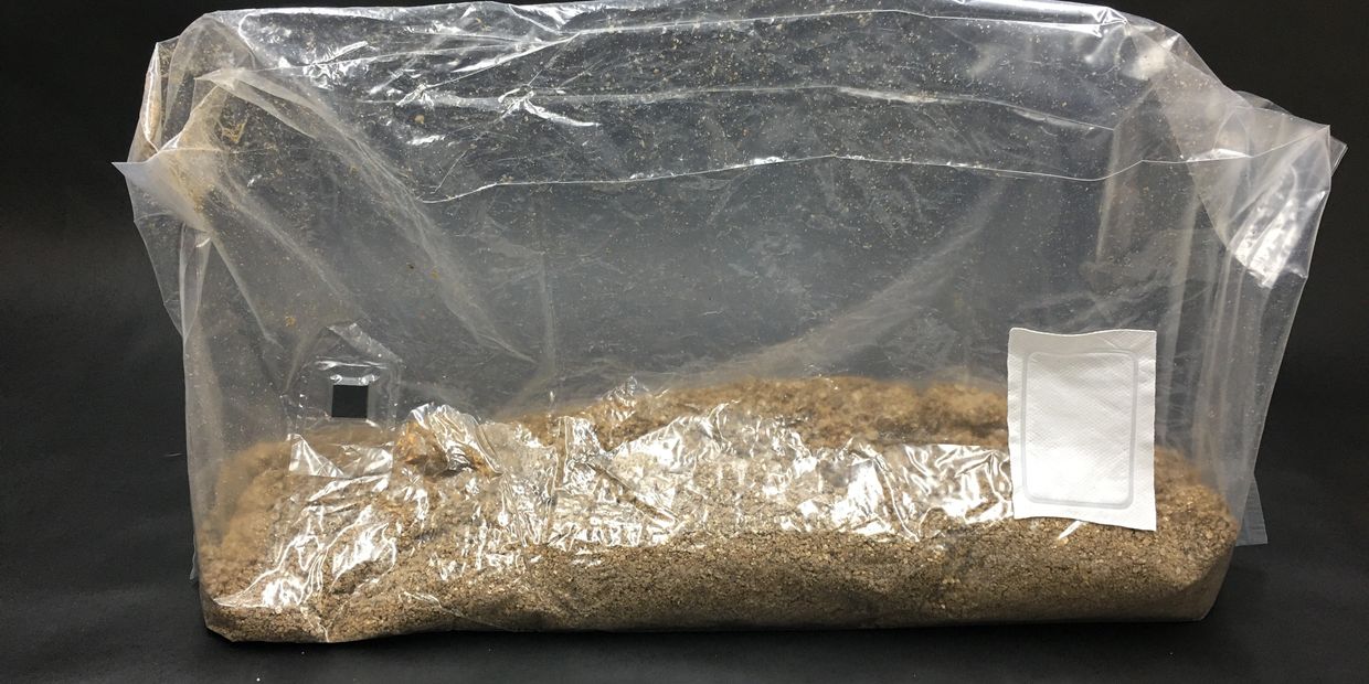 Inject and forget bag in the 4lbs size = 1800grams of mushroom substrate. 