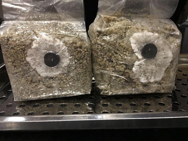 Brown Rice Flour Based Mushroom Substrate BRF Bags 