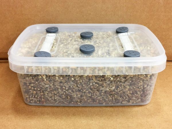 Mushroom Grow Kit Dutch Style MycoBox XL 1200ml capacity. Sterilised ...