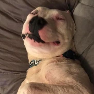 gracie lou rescue rehab inc