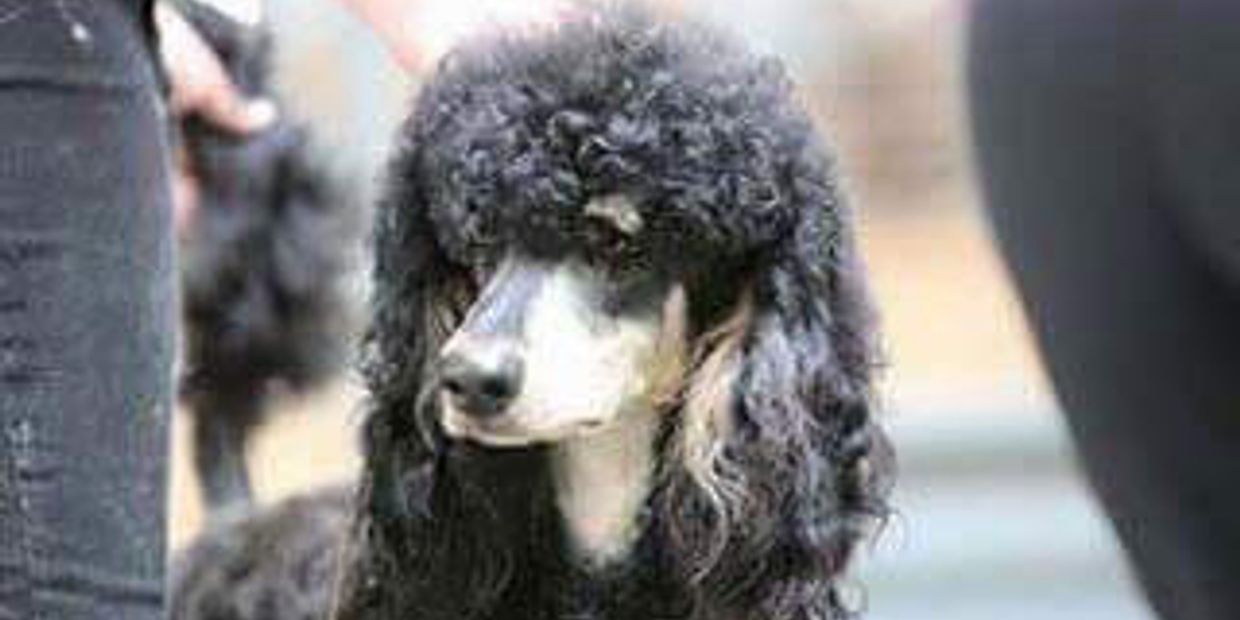 A black poodle with curly fur looks attentively to the side.