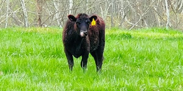 One of our heifers enjoying an afternoon snack of native grasses.