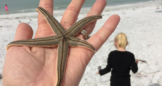 Sea star and girl on the beach. 