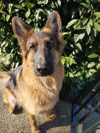 German shepherd posing before a walk