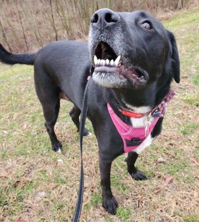 black lab smiling 