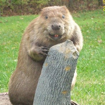 Beaver Mount 