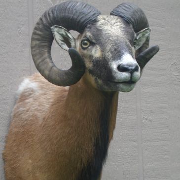 Mountain Goat (Ram) Head Mount