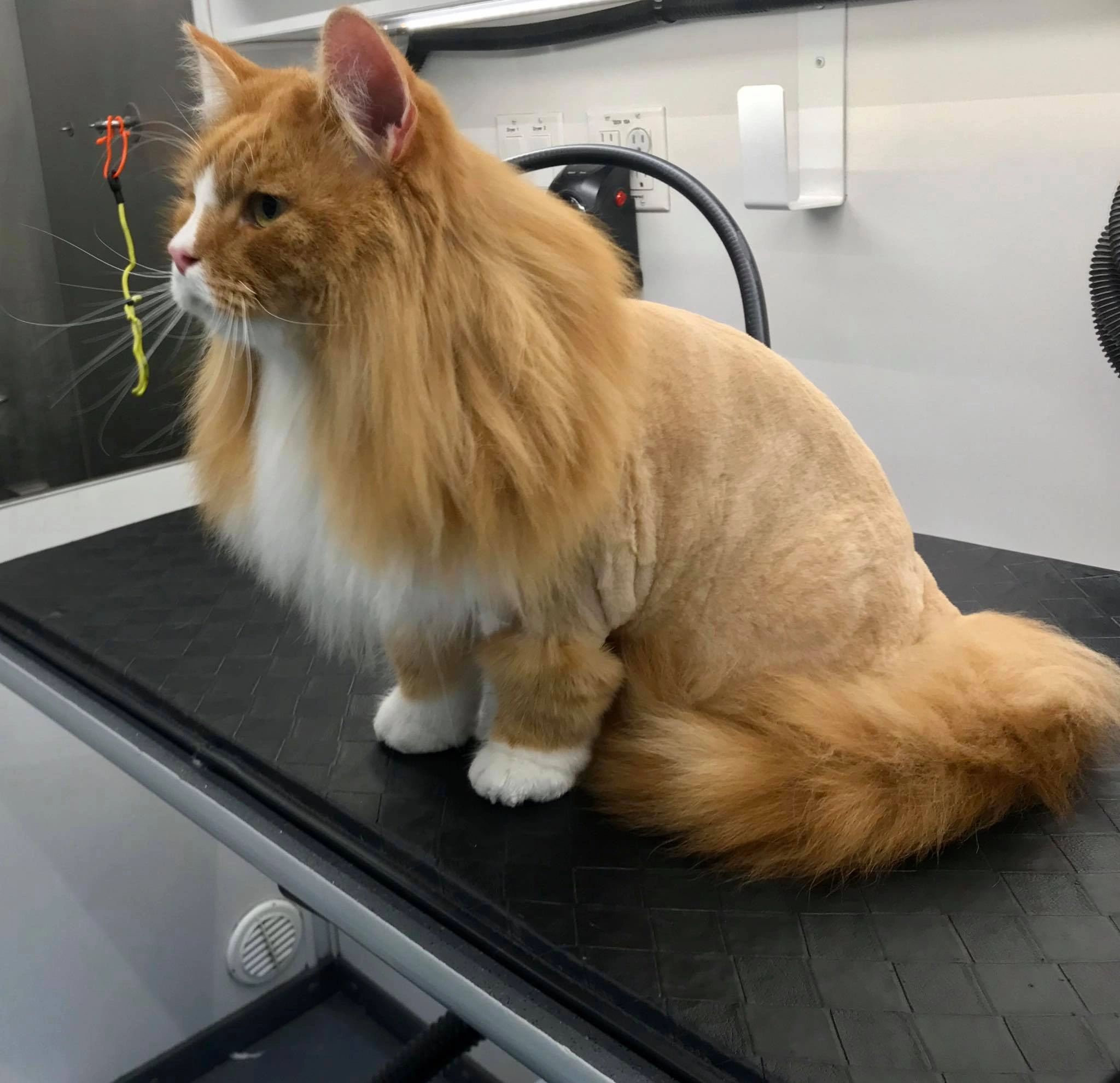 cats with lion cuts