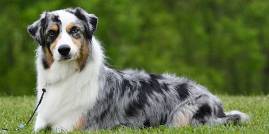 An Australian Shepherd dog lying on grass with a green background.