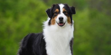 A happy Australian Shepherd dog outdoors with a green background.