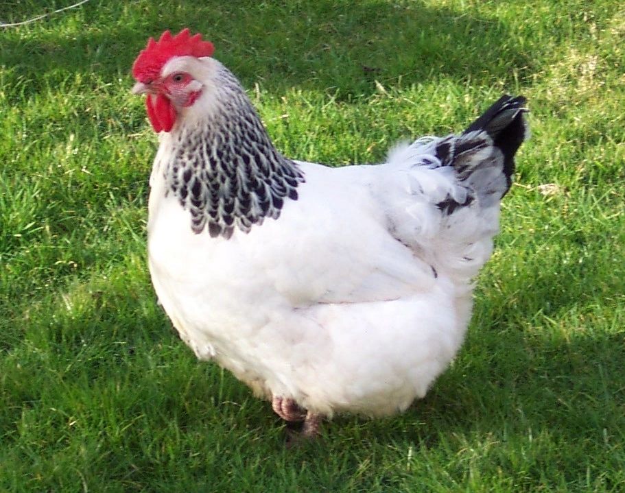Border Sussex hen on grass