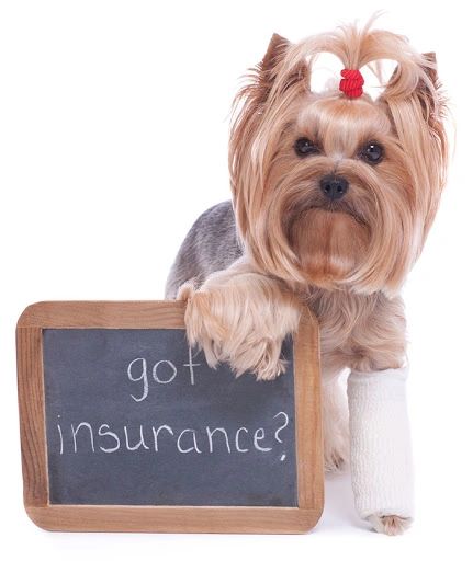 Pet Insurance
Az 101 insurance
scottsdale
arizona
peoria
dc ranch best insurance az
85260 85250 8525