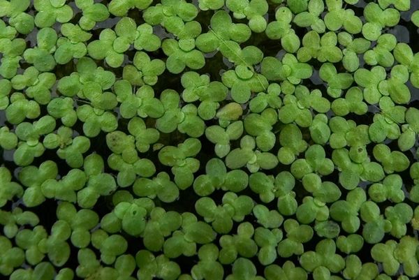 Details about   10,000 Live Floating Duckweed Organically Indoor Grown 