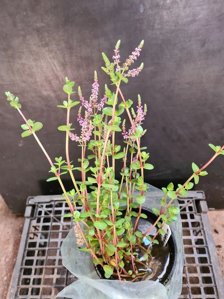 pink rotala (rotala rotundafolia)