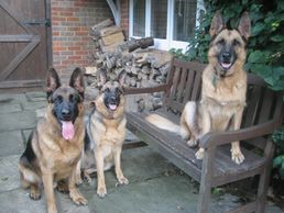 Obedience training with 3 German Shepherds.
