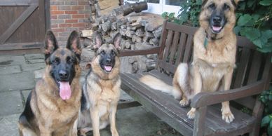Obedience training with 3 German Shepherds.
