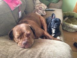 Ruby the one-eyed rescue mastiff and Louis her one eared French Bulldog brother.
