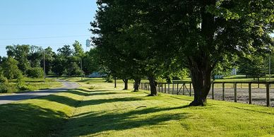 A sunlit rural road bordered by trees and a fence on a clear day.